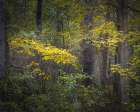 USA, New Jersey, Pine Barrens National Preserve. Forest scenic in autumn. Art Print